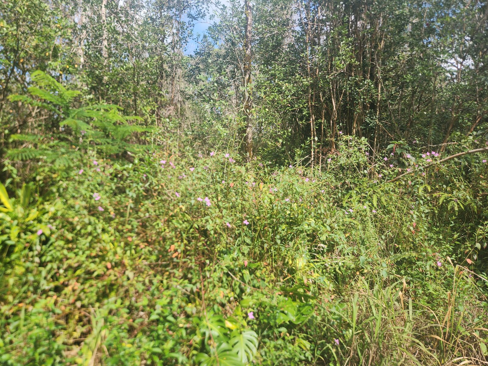 Property Photo:  Aloha Dr  HI 96760 
