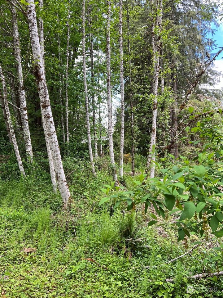 16024  Low Lane  Deming WA 98244 photo