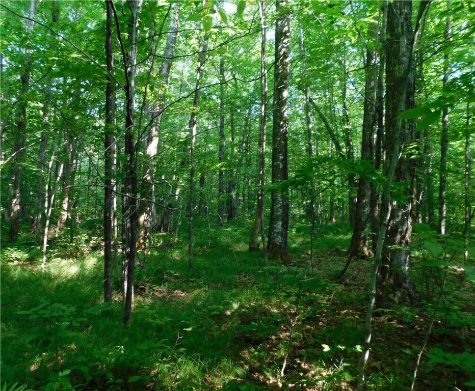 Property Photo: 80 Acres Off Of County Road O WI 54459