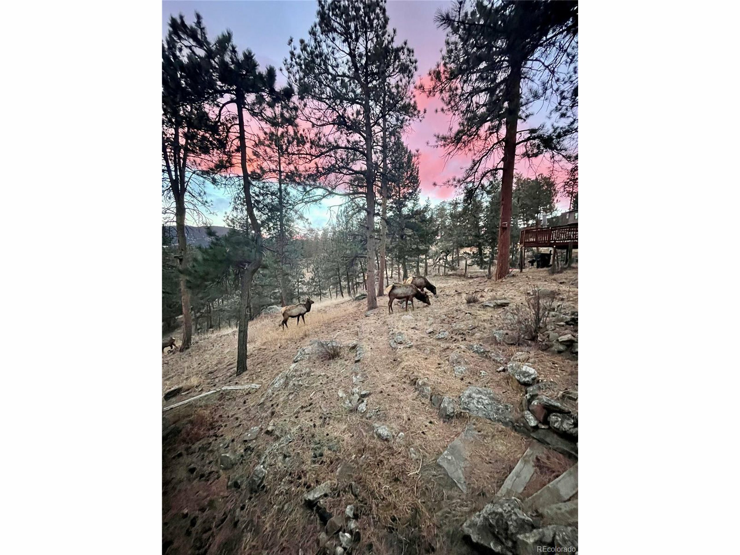 Property Photo: 4786 Forest Hill Rd CO 80439
