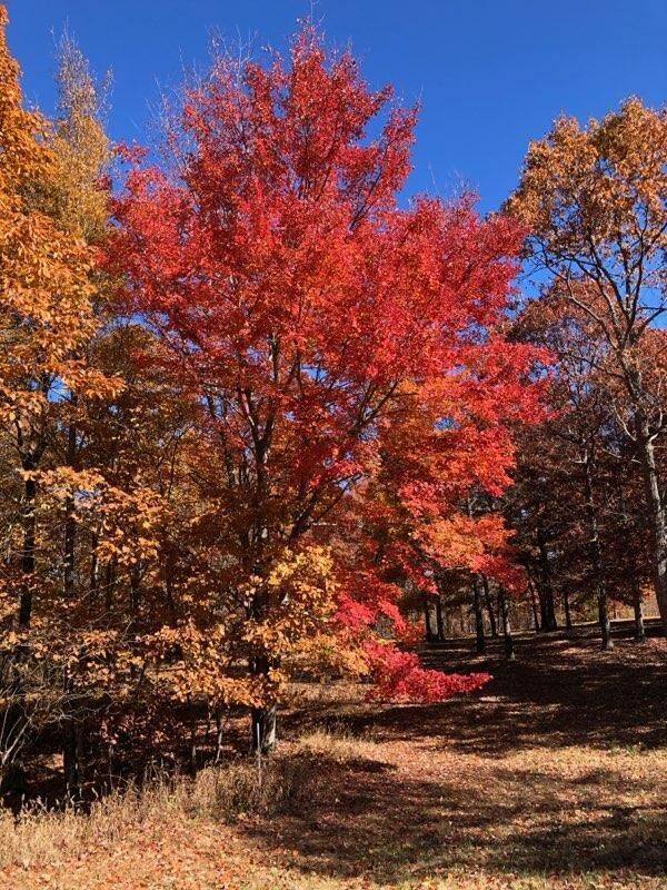 Property Photo:  217 A Day Dream Drive  TN 37327 