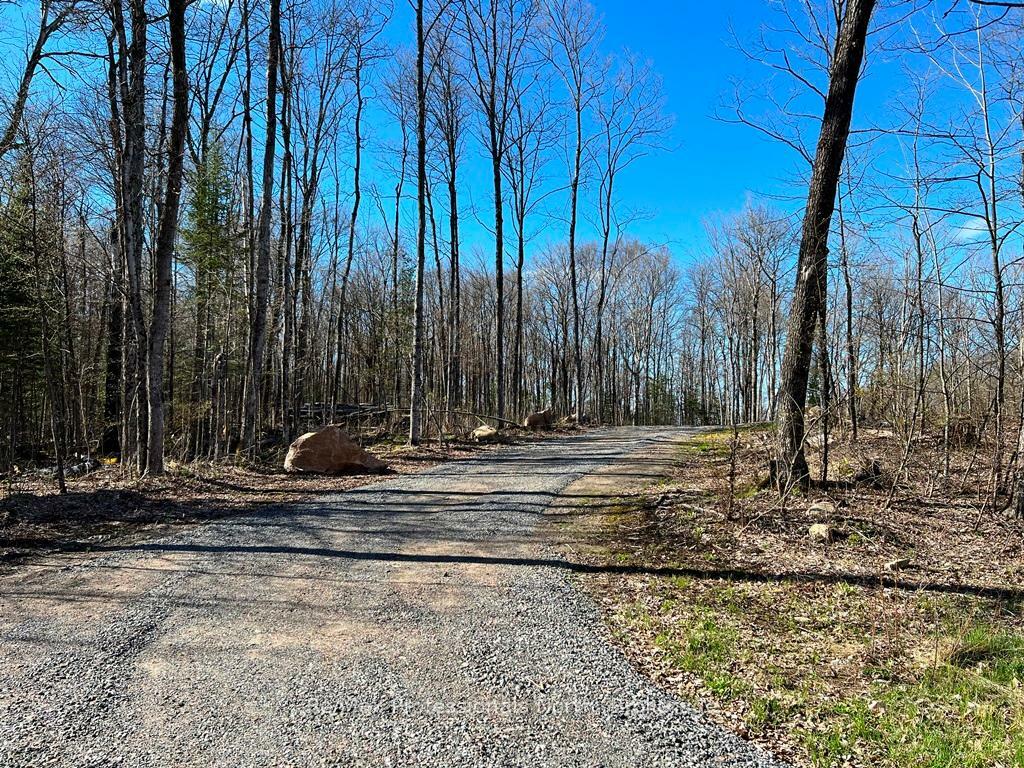1199 Cedar Lake Road  Highlands East ON K0L 3C0 photo