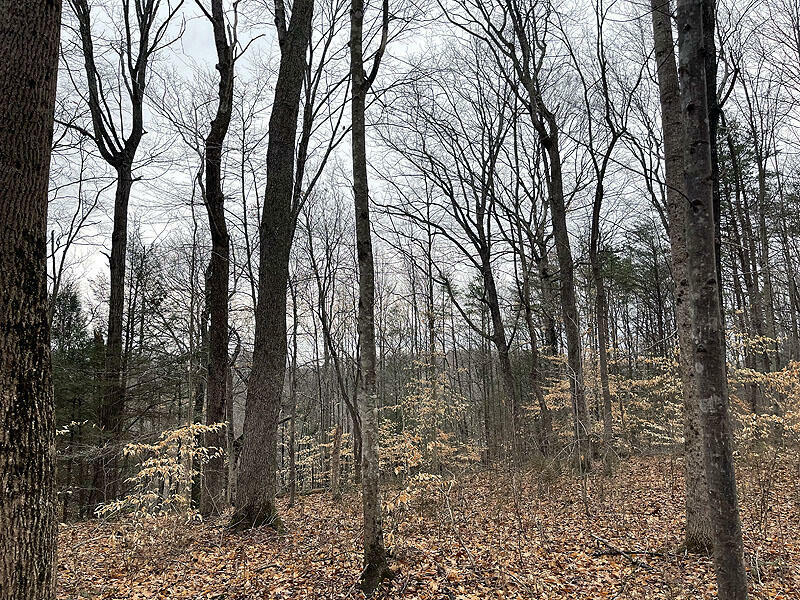 Property Photo: Lot 206 Stillwater KY 42642