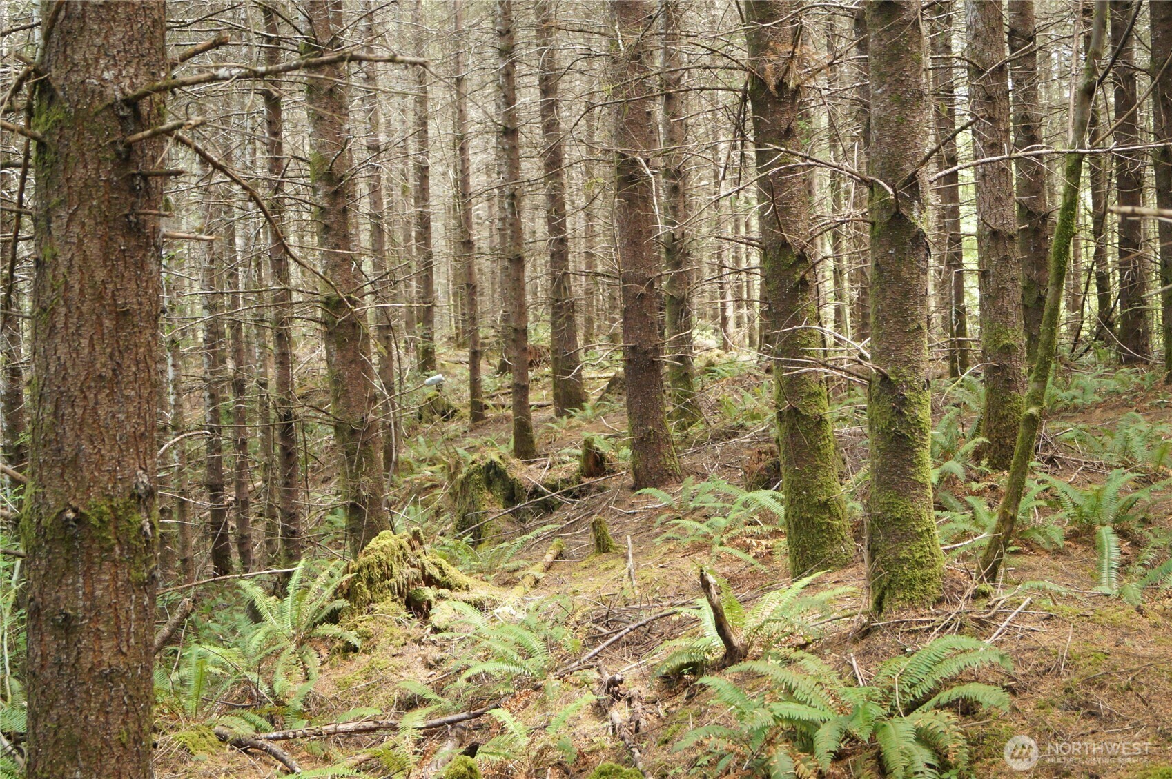 Property Photo: 0 Nka Brooklyn Road WA 98568