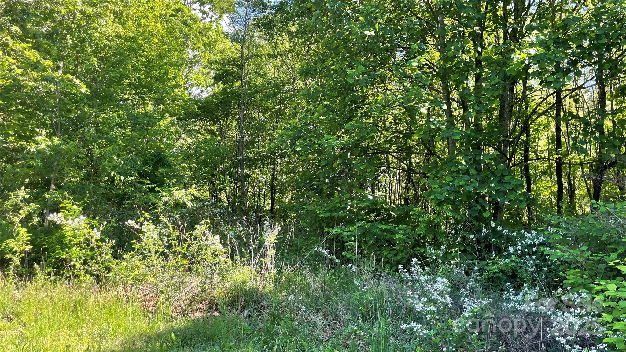 99999 Bachelder Lane  Candler NC 28715 photo