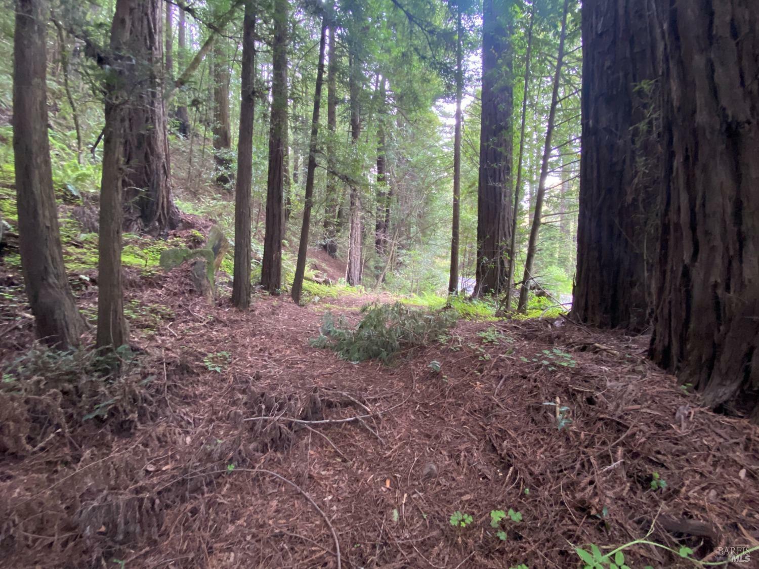 Property Photo: 925 Cazadero Highway CA 95421