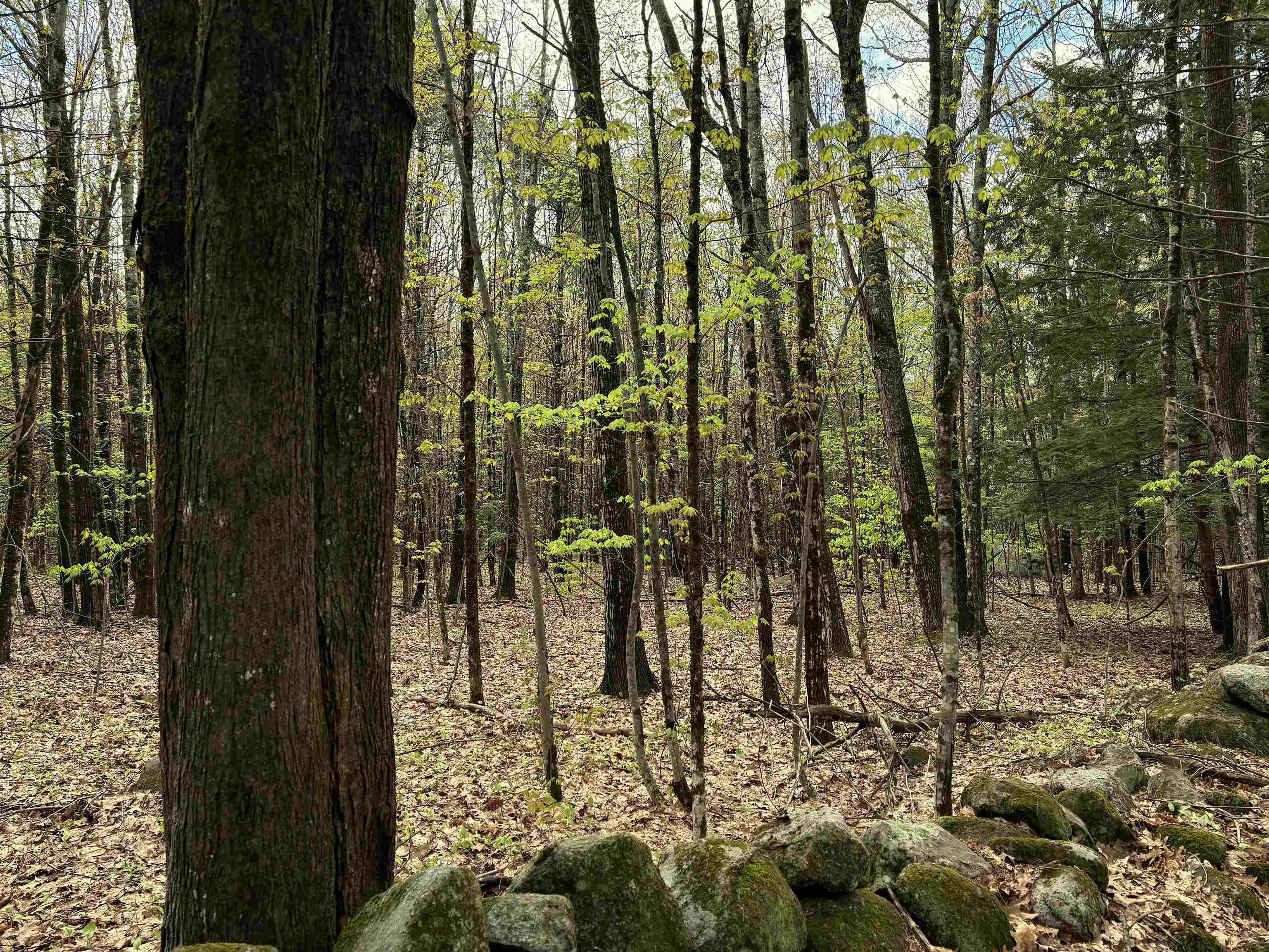 Property Photo: 000 Kearsarge Mt Road NH 03278