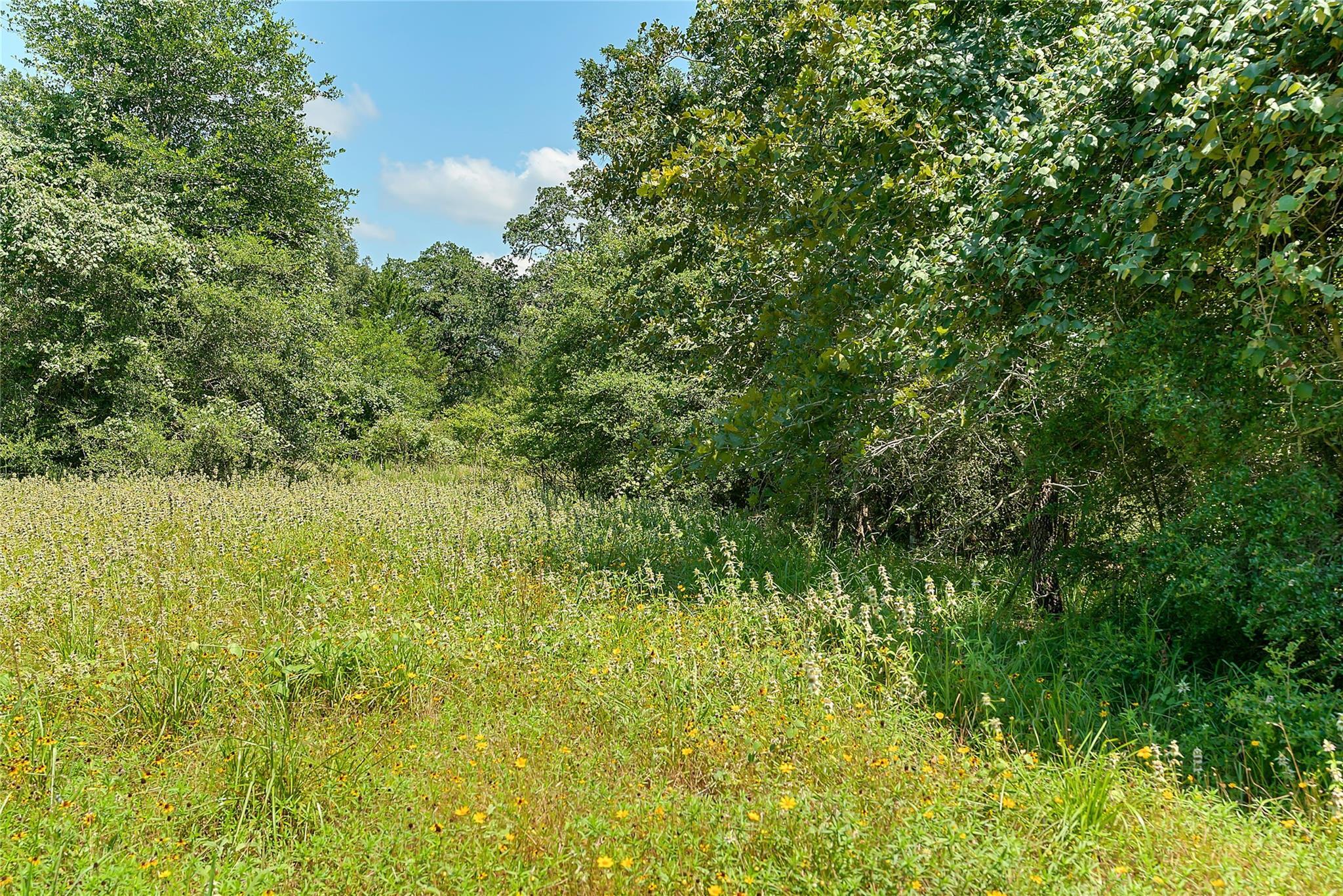 Property Photo: Parcel 19231 County Road 215 TX 78962