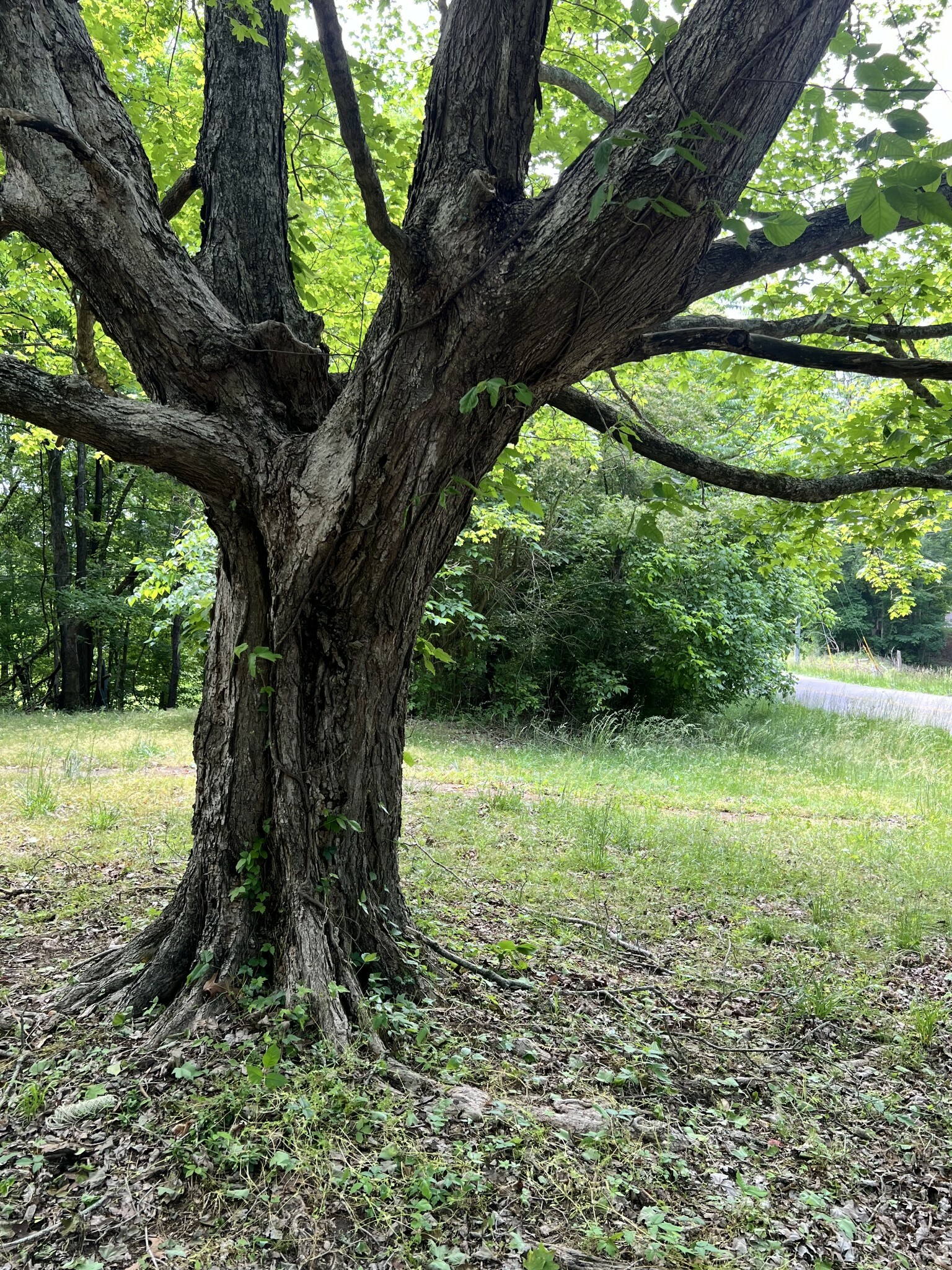 Property Photo: 1551 Cumberland Heights Rd TN 37040