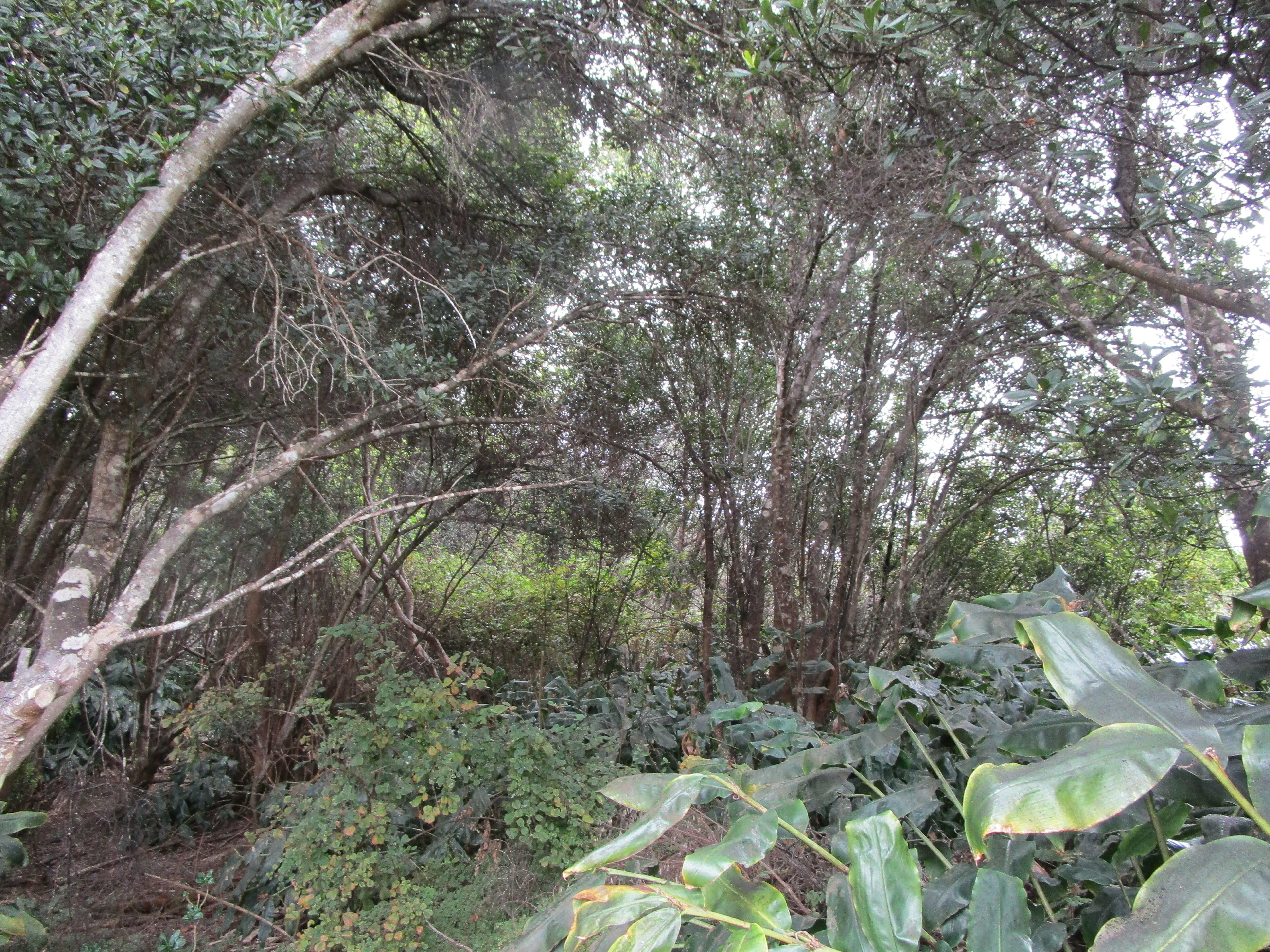 Property Photo: 99-7728 Pukeawe Pl HI 96785