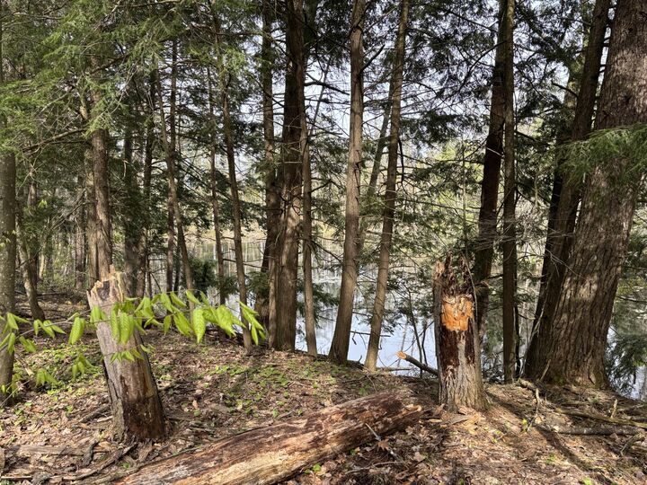 Property Photo: 000 Cree Trail MI 49735