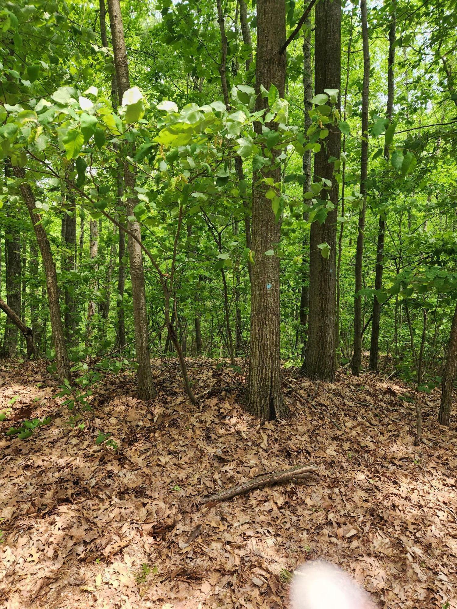 Property Photo: Vl Pretty Lake Drive MI 49332