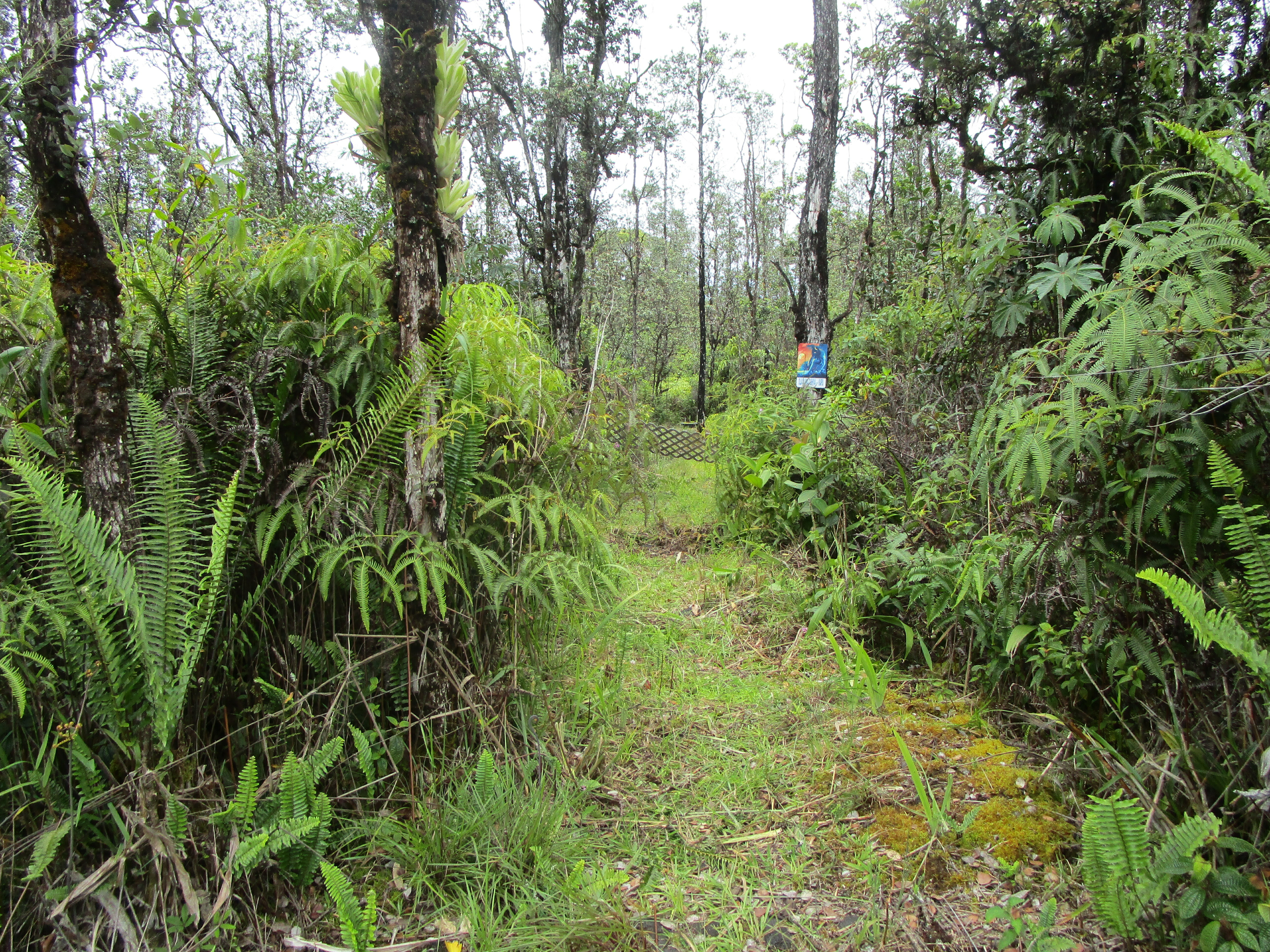 Property Photo: Road 9 (Koloa Maoli) HI 96760