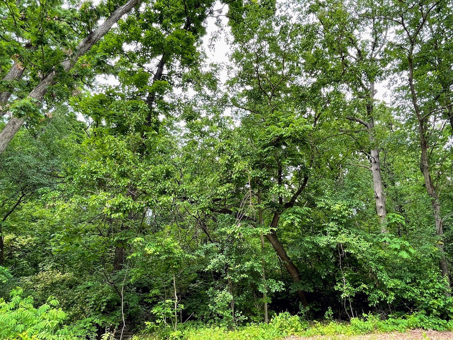 Property Photo: 7408 Forest Oak Drive IL 60050