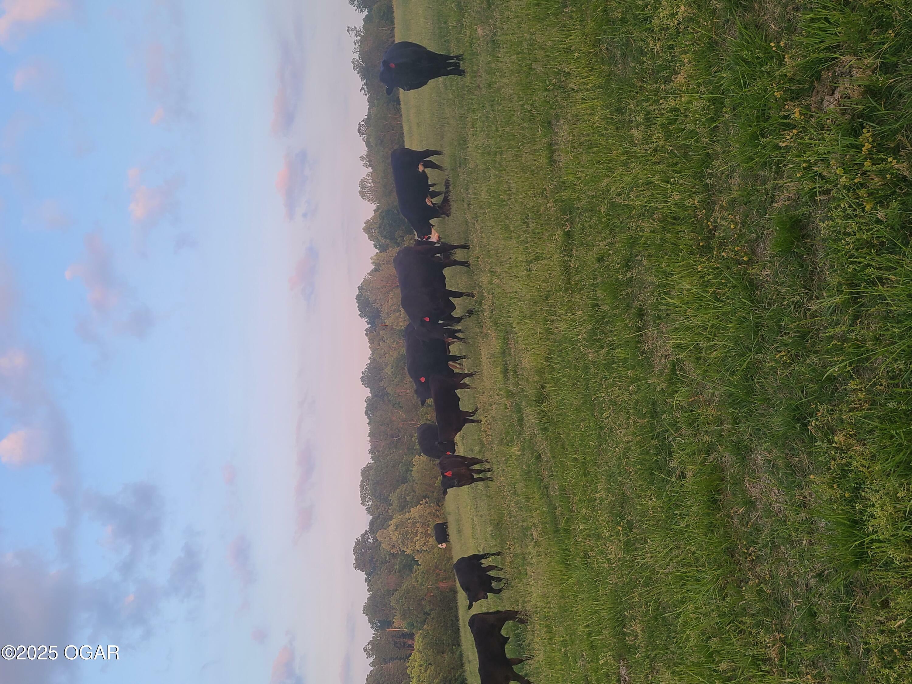 Property Photo: 9.69 Acre Low Gap Road MO 64854