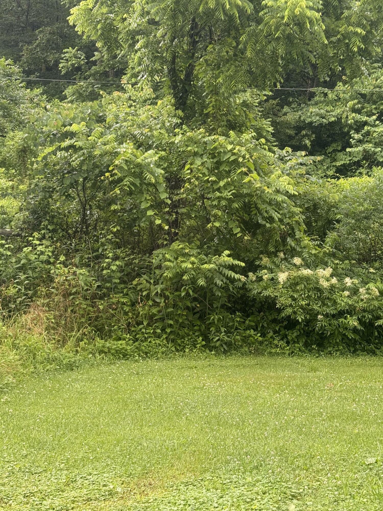 Property Photo: 293 Ora Stevens Road KY 41171