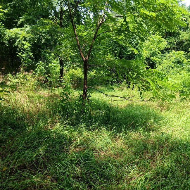 Property Photo:  0 N Side St. Rt. 689  OH 45710 