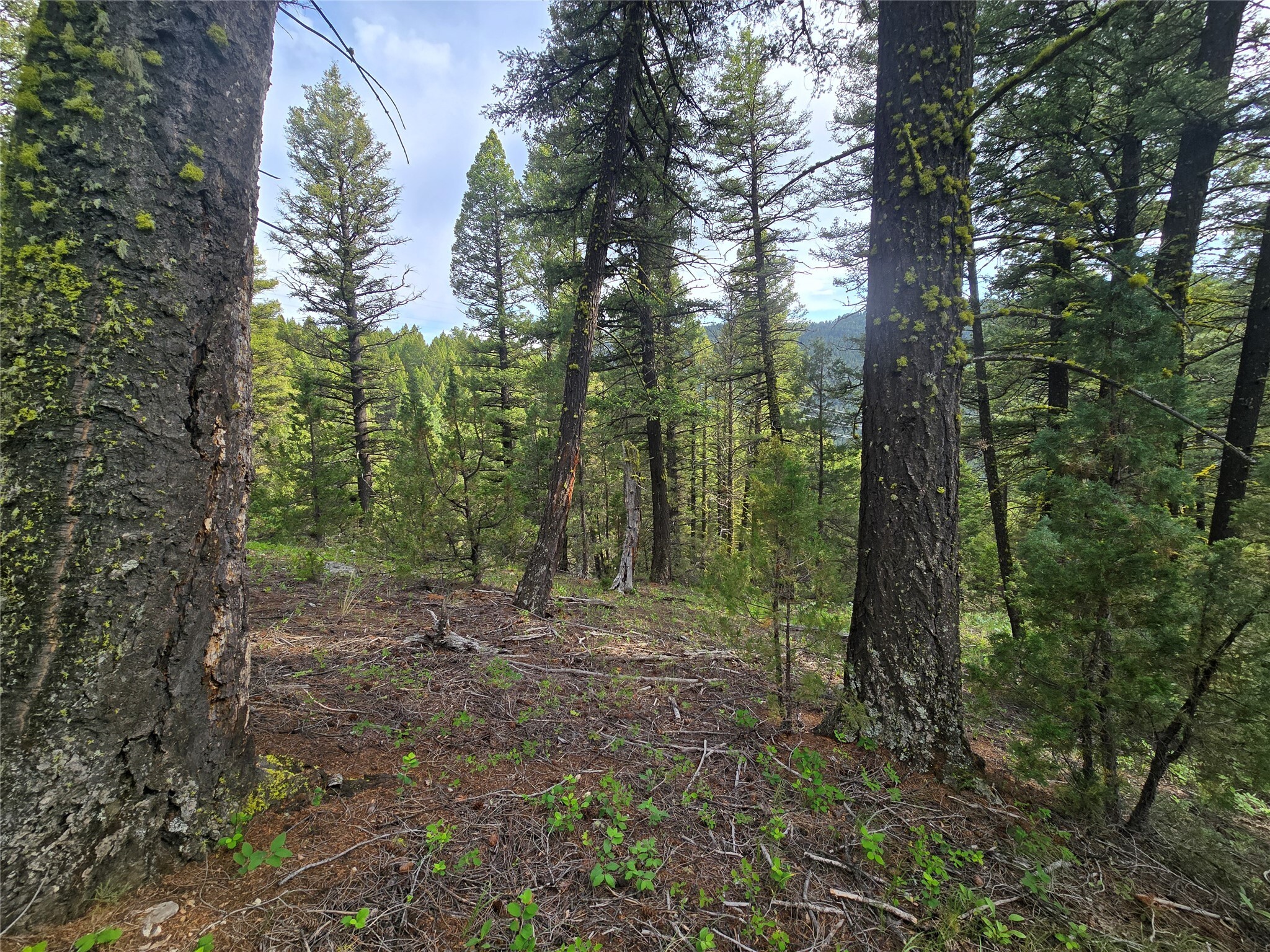 Property Photo: # Johnson Quarta Lode MT 59858