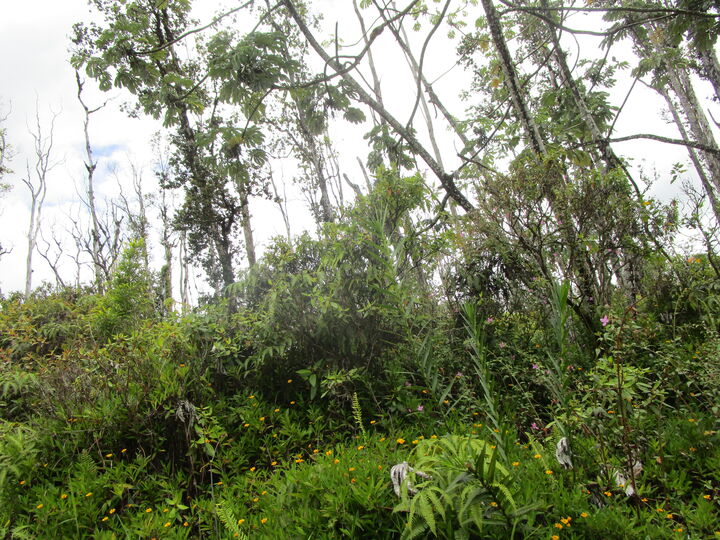 Property Photo: Bamboo Dr HI 96778