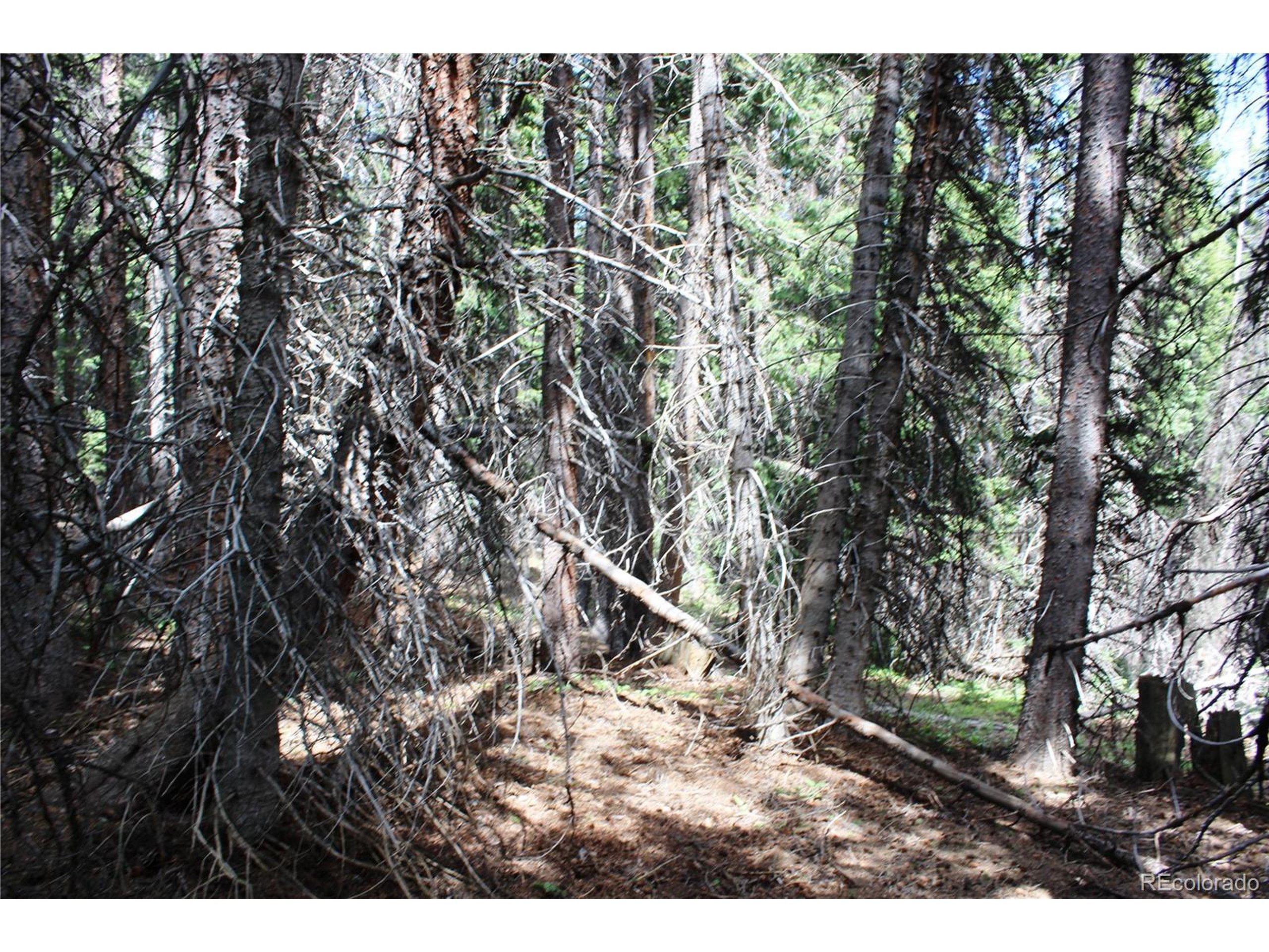 Property Photo: 13 Lamartine Rd CO 80452