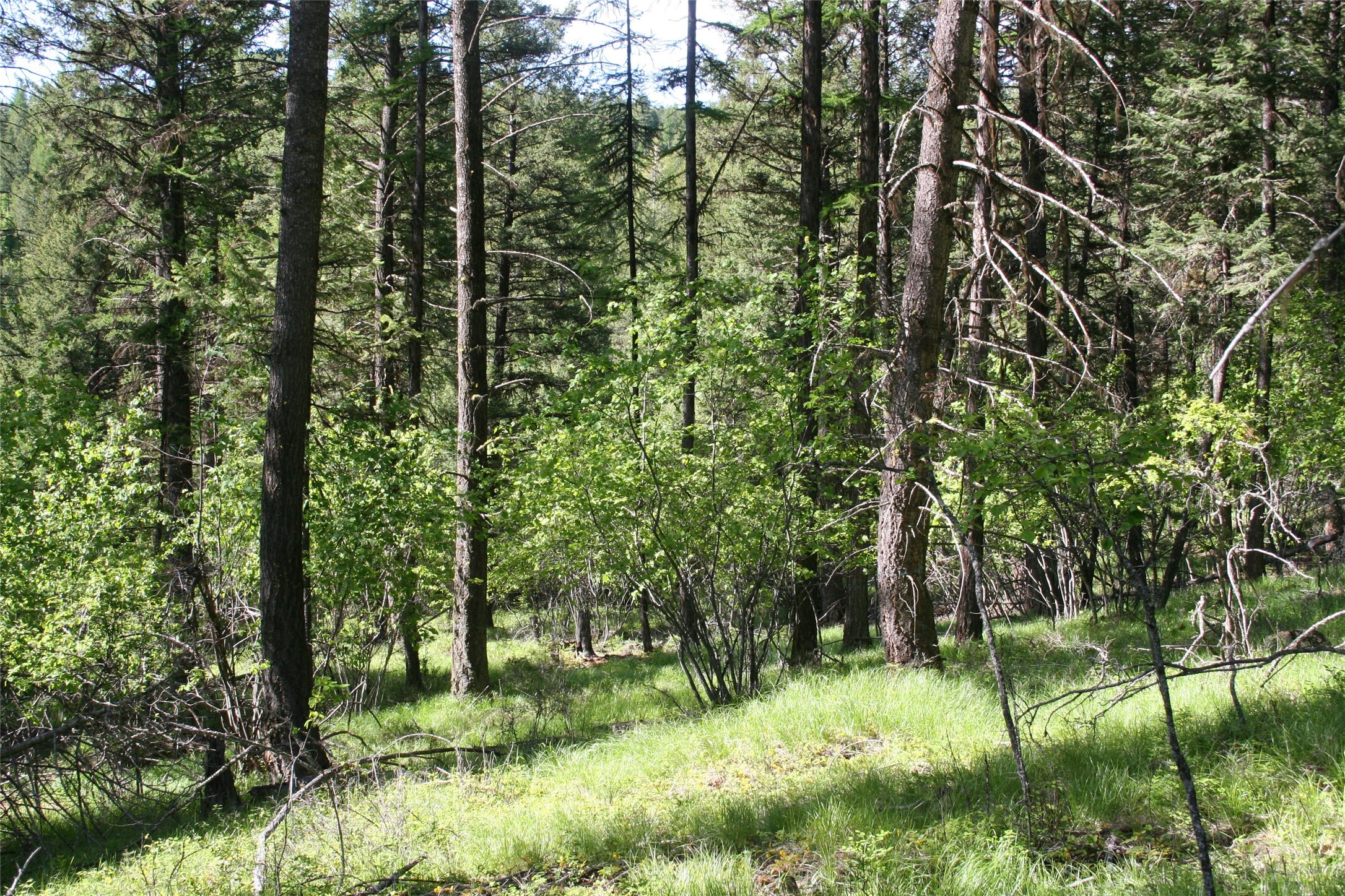 1450 Kienas Road  Kalispell MT 59901 photo