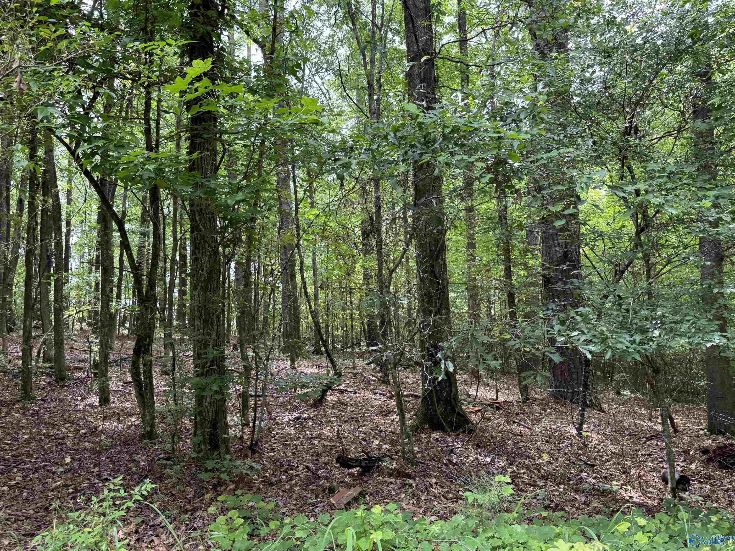 Lot 1 Township Road  Rainbow City AL 35906 photo