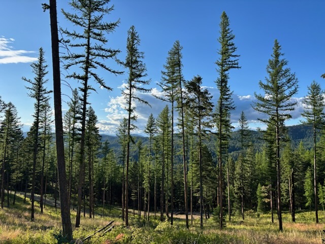 Property Photo:  11509 Timber Ridge Lane  MT 59808 