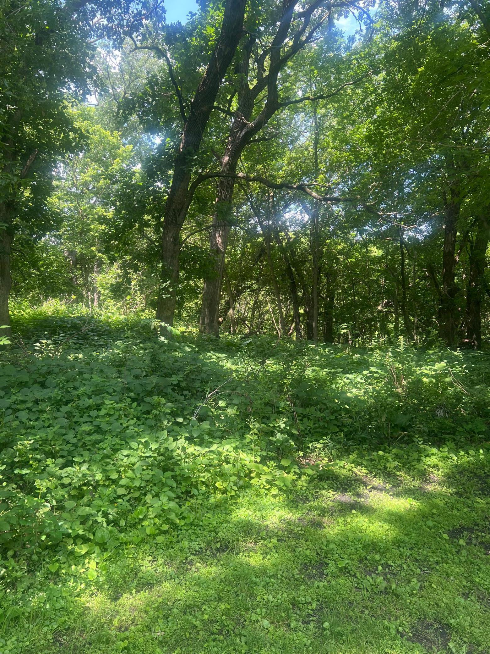 Property Photo: Tbd Lot 1 Envelope 2 Baycrest Road MN 56334