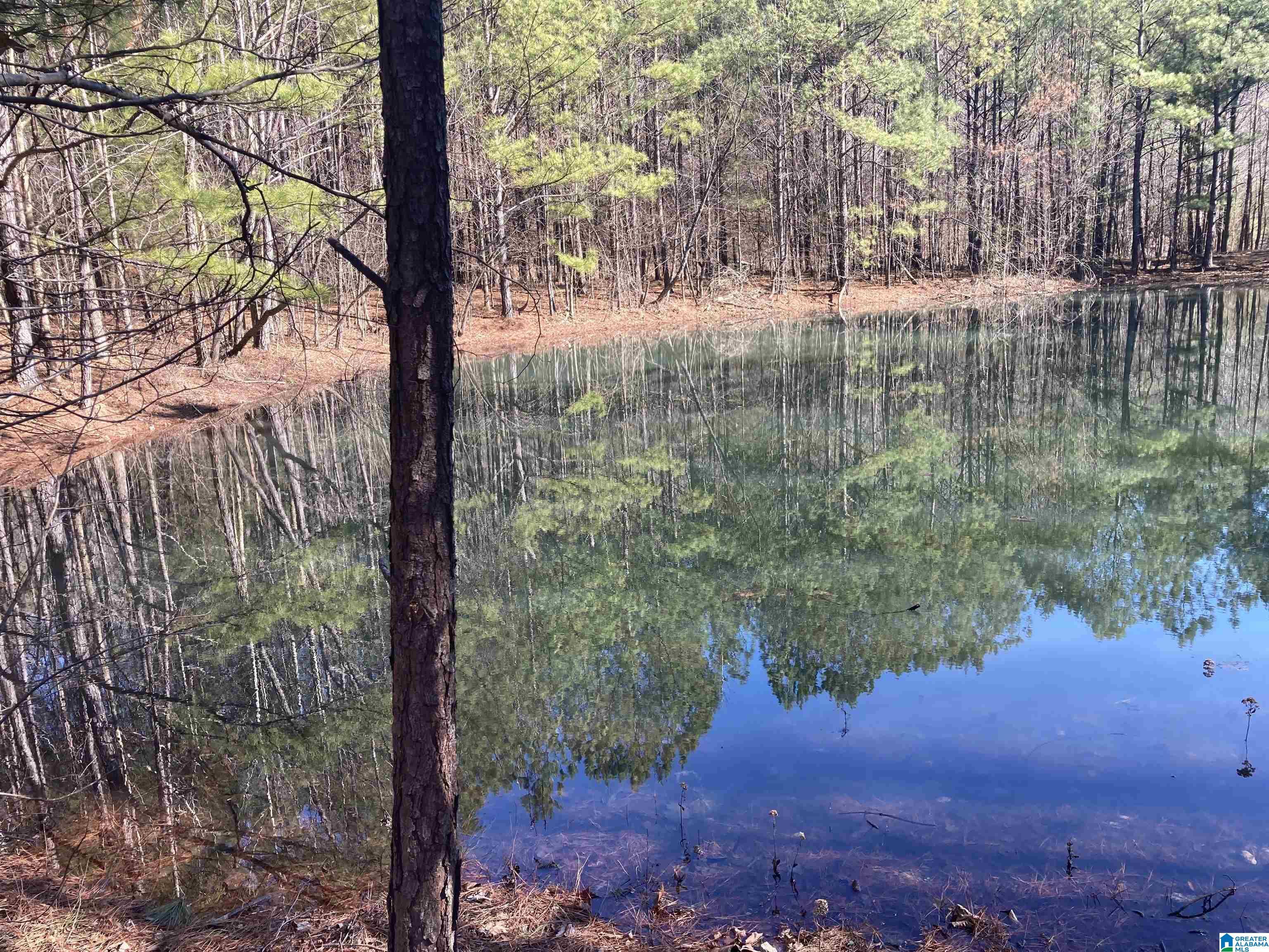 Property Photo:  143 Rocky Hollow Lane 0  AL 36272 