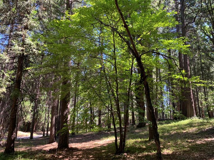 12043 Pasquale Road  Nevada City CA 95959 photo