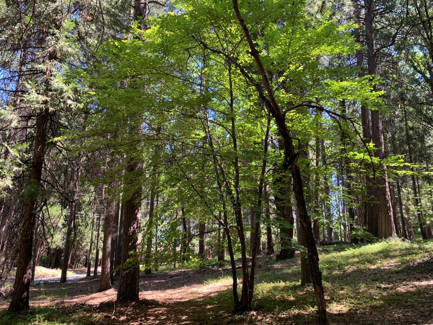 Property Photo: 12043 Pasquale Road CA 95959