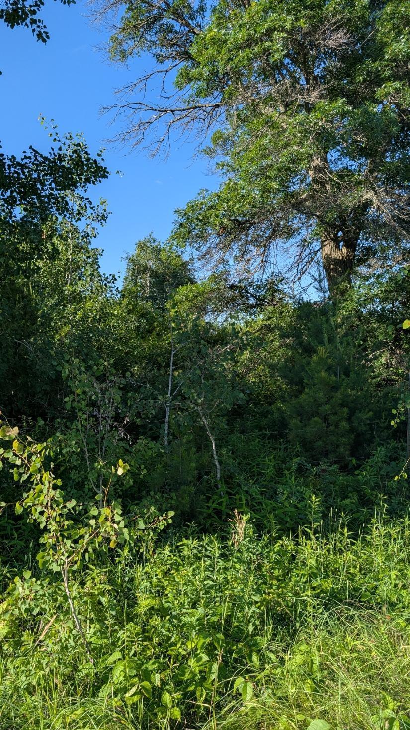 Property Photo: Tbd 60th Street SW MN 56472