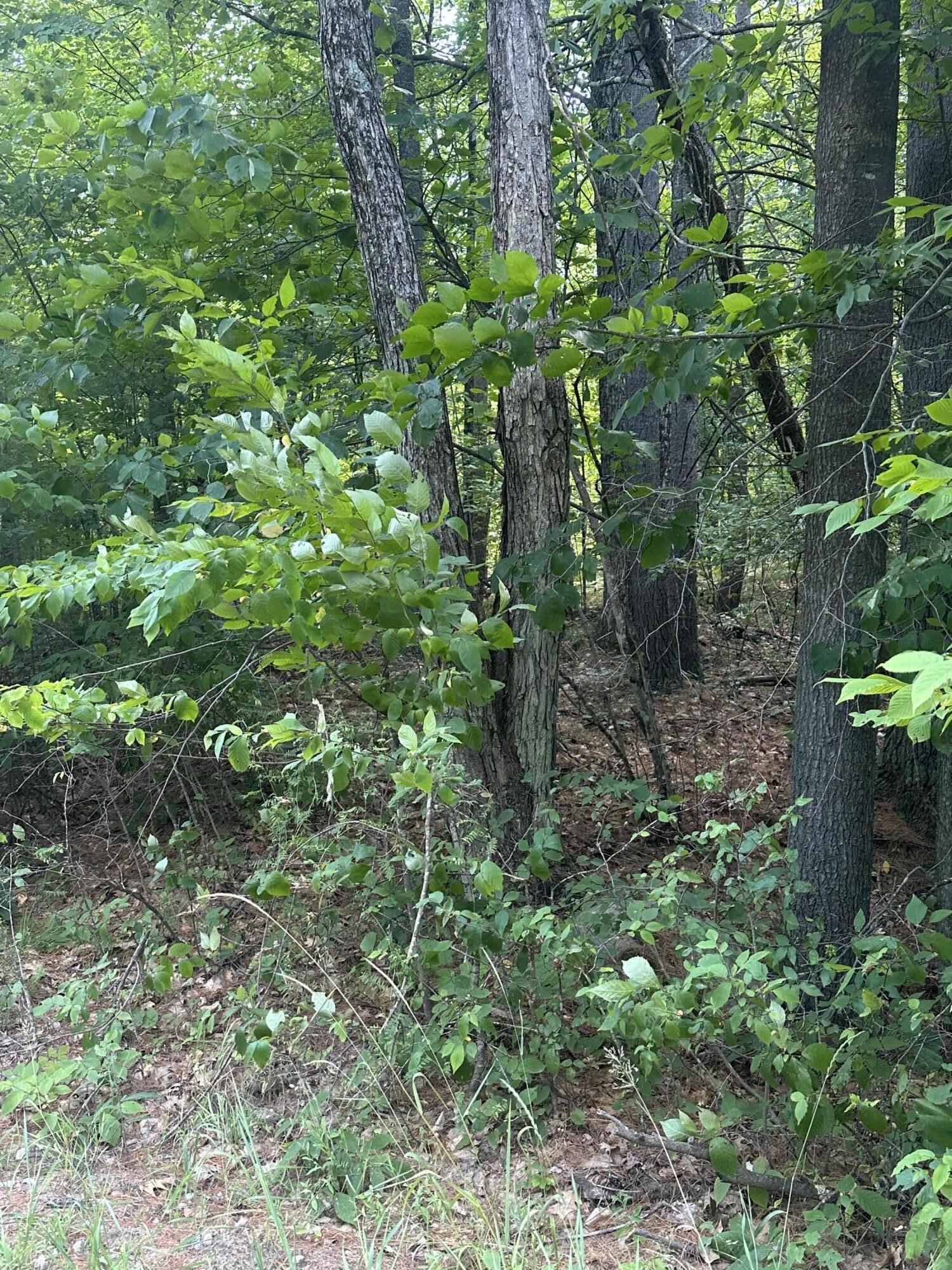 Property Photo: 129 Cottontail Lane NY 12941