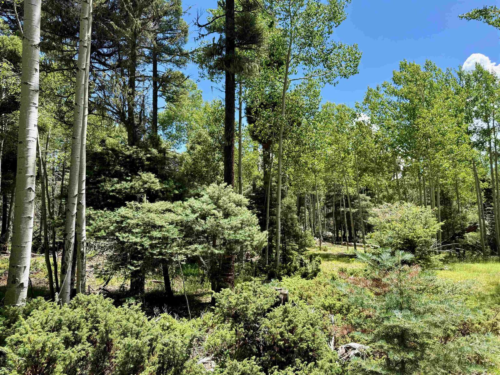 Property Photo: Lot 100 Zia Road NM 87710