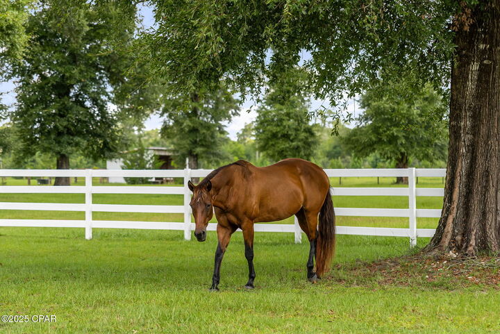 Property Photo:  13935 Blue Springs Road  FL 32466 