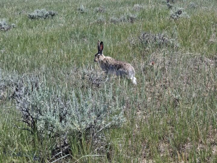 Property Photo:  2627 Elk Creek Road  MT 59087 