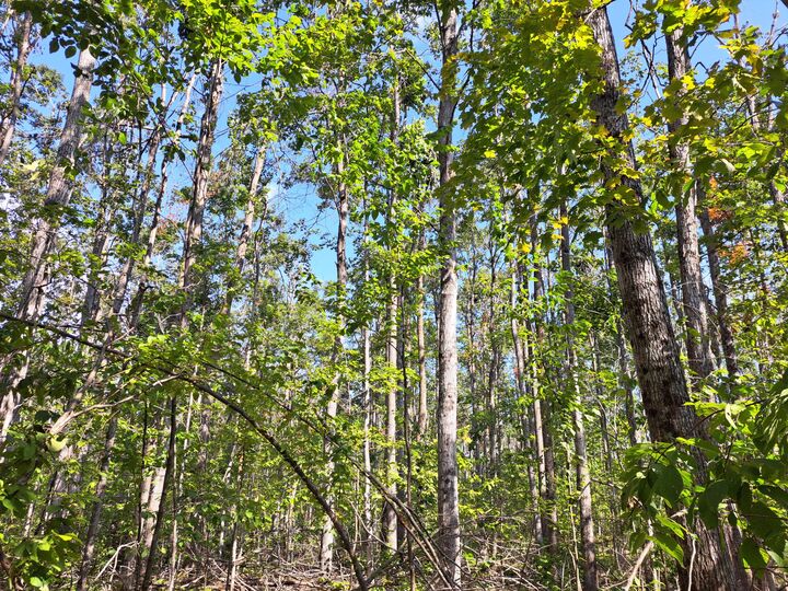 Property Photo: V/L 10.01a Binder Road MI 49730