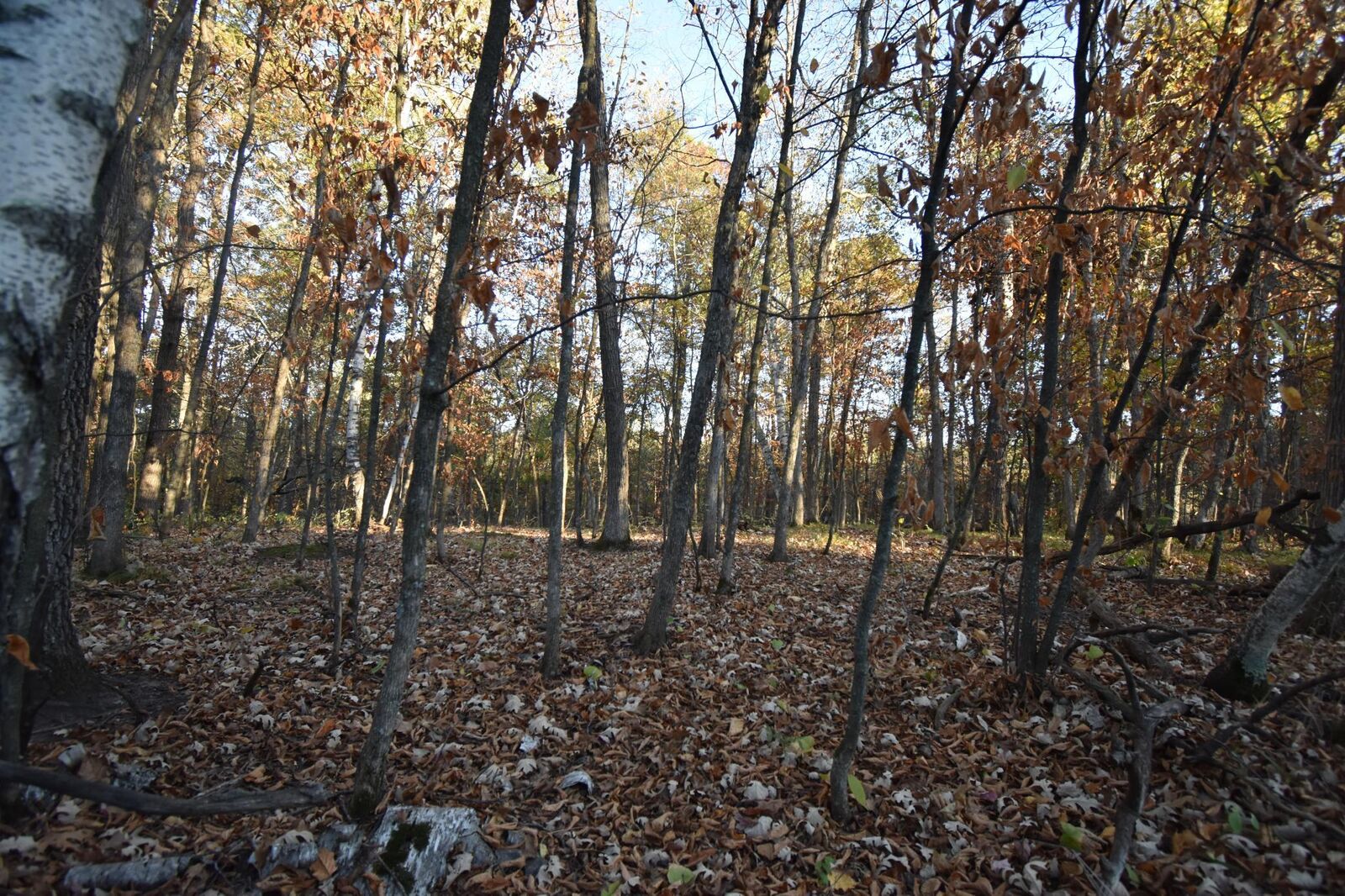 Property Photo: Tbd Ranchette Drive MN 56472