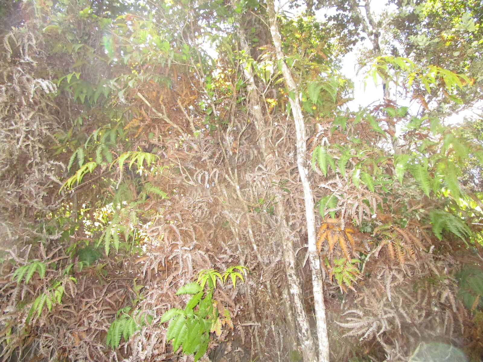 Property Photo: Nahelenani St HI 96785