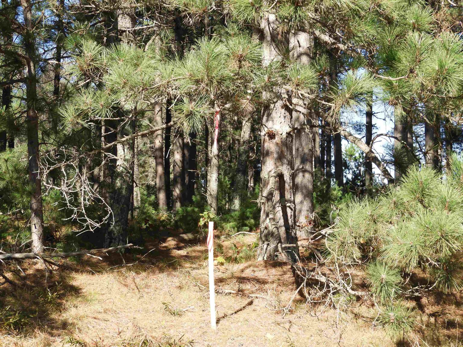 Property Photo: 27xx Ellison Lake Rd WI 54873
