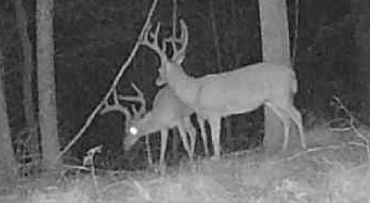 Property Photo:  0 Downing Hollow Road  TN 38485 