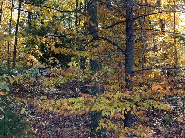 Property Photo:  E Rossel Lake Road  MI 49459 