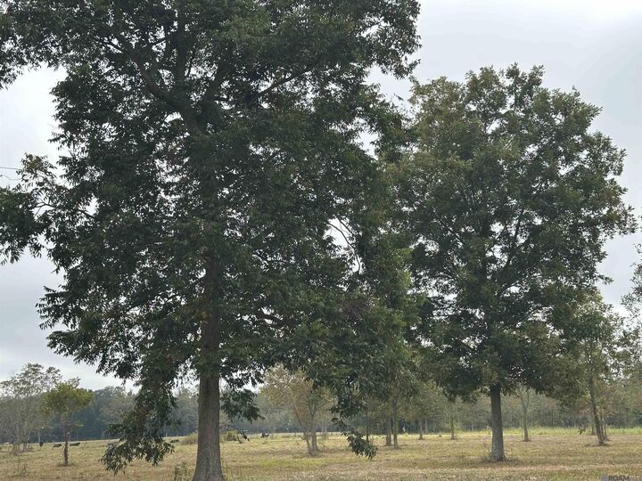 Property Photo:  8874 Elton St  LA 70755 