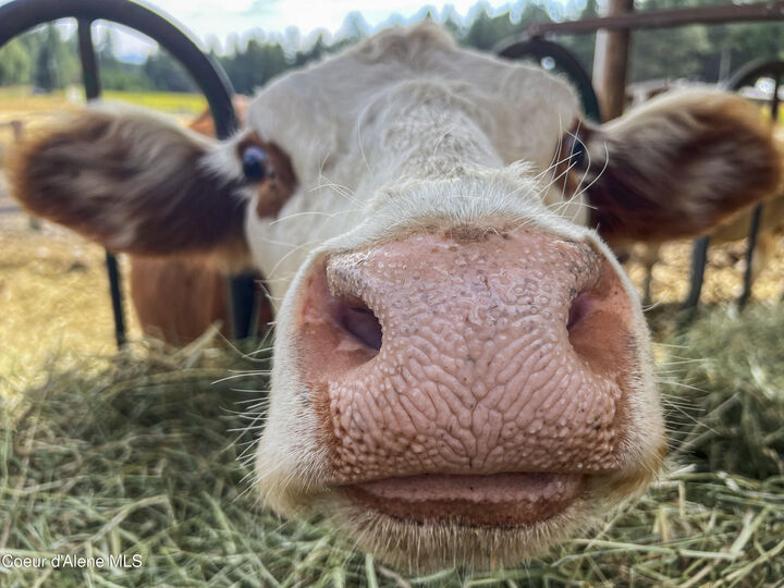 Property Photo:  11897 W Hidden Valley Rd  ID 83858 