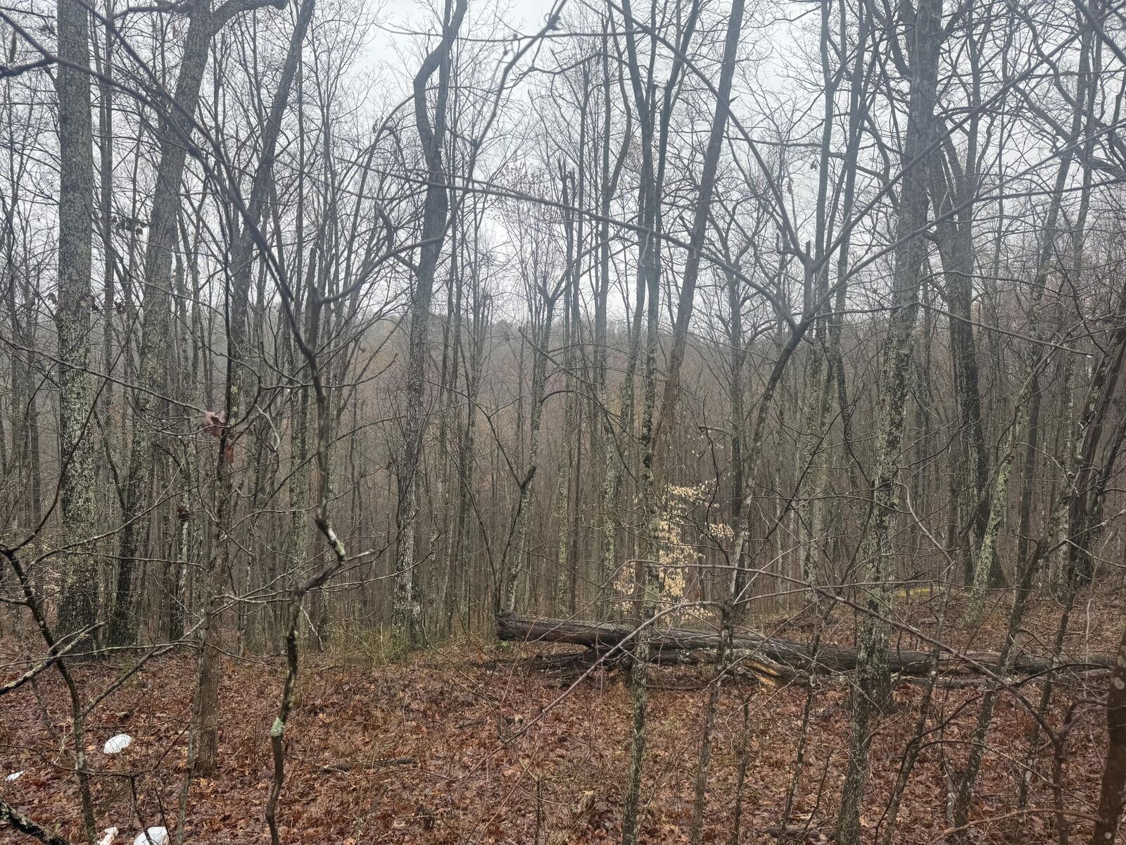 Property Photo:  91 Acres Land Cains Creek Road  KY 41171 