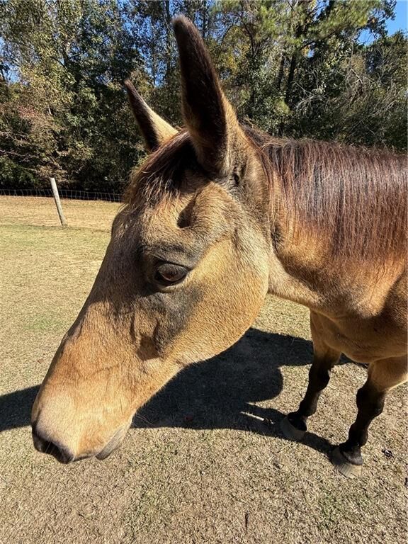 Property Photo: 7790 Atlanta Newnan Road GA 30268