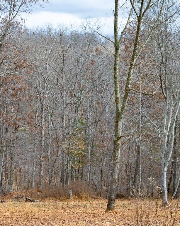 Property Photo:  Lot 4 S Old Dutch  AR 72756 