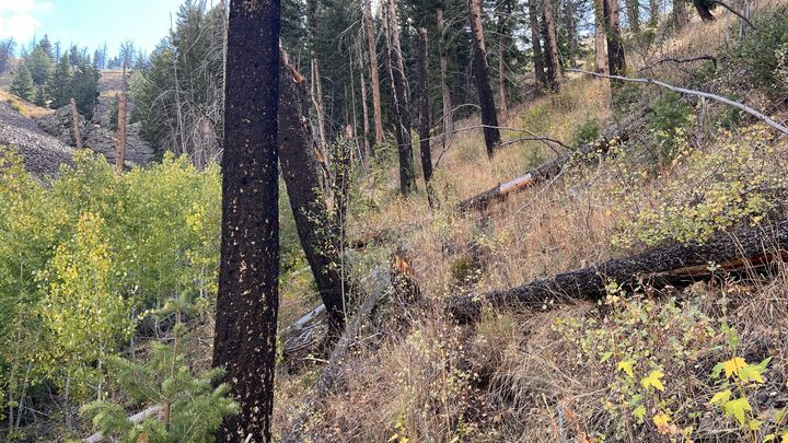 Property Photo:  270 Greenhorn Gulch Rd  ID 83340 