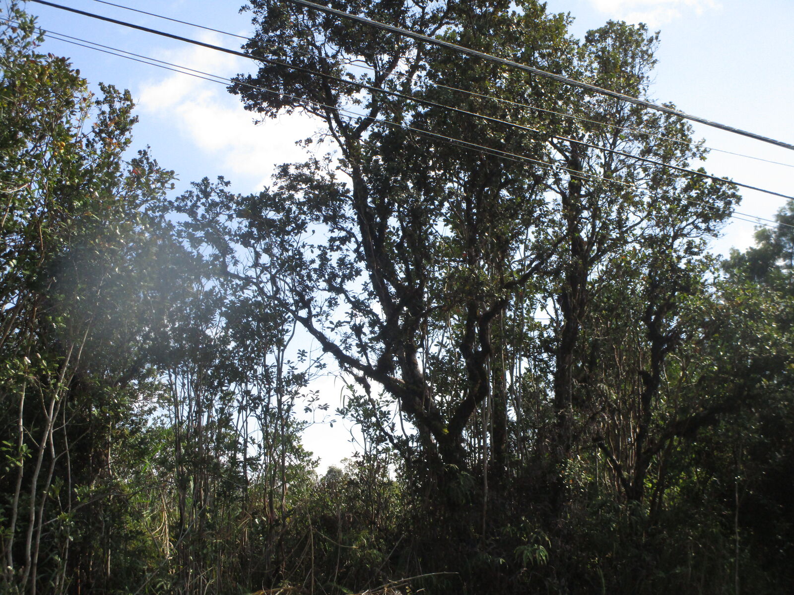 Property Photo: Lehua St HI 96771