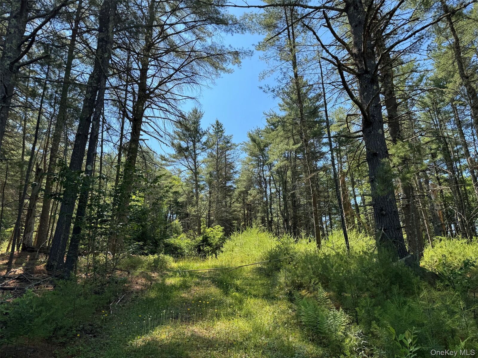Property Photo:  1315 Sackett Lake Rd  NY 12777 